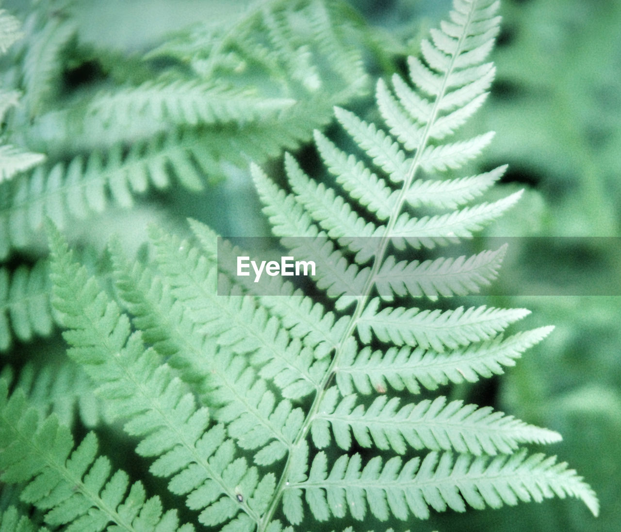 Close-up of fern leaf 