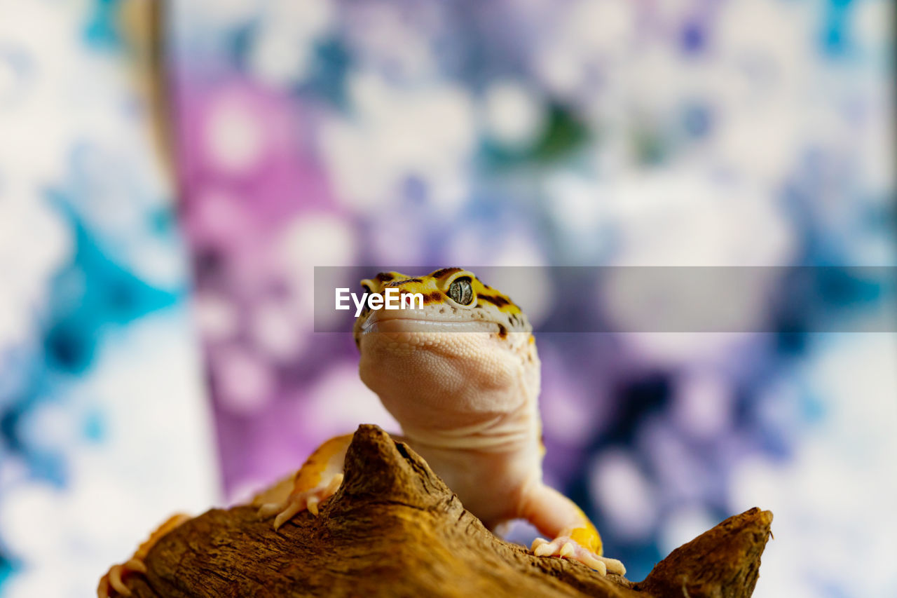 CLOSE-UP OF A REPTILE