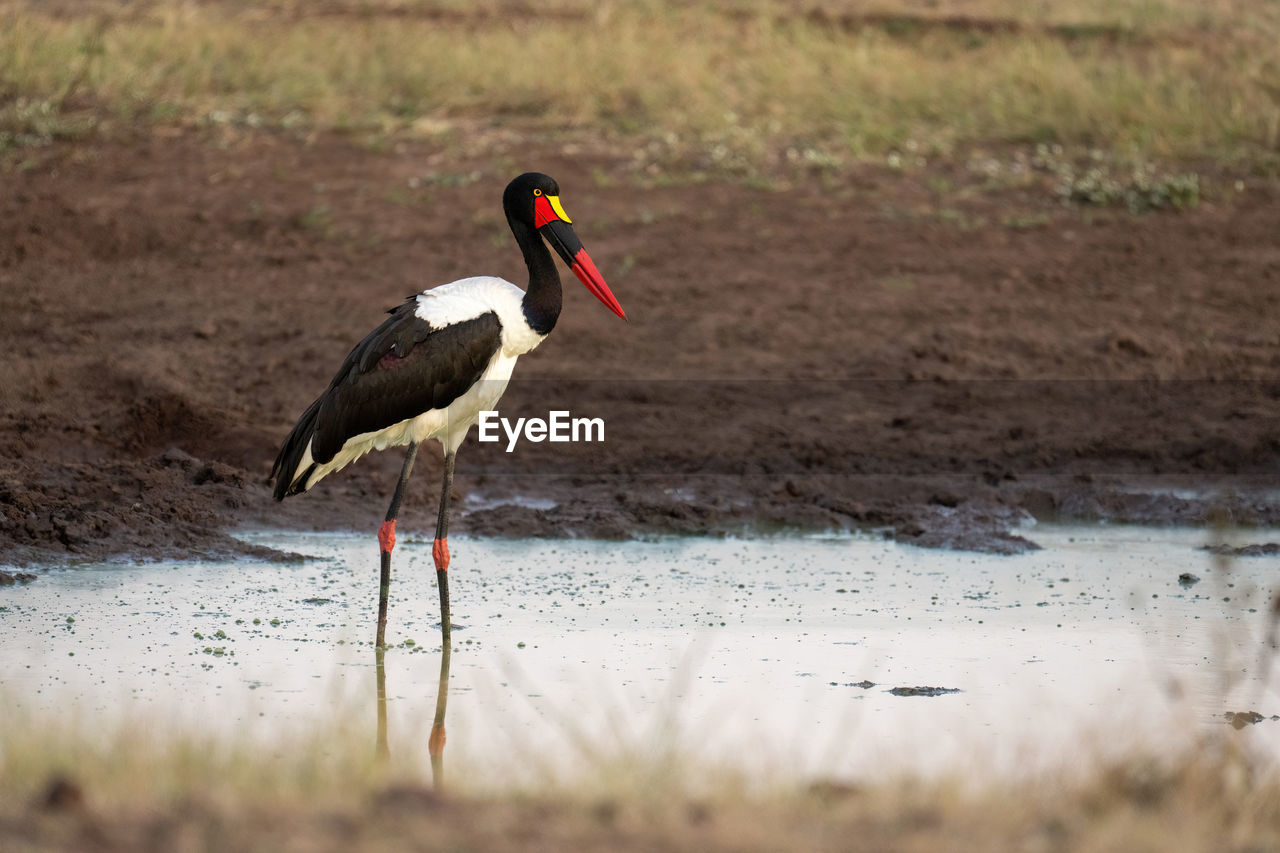 Female saddle-billed stork waiting in stagnant waterhole