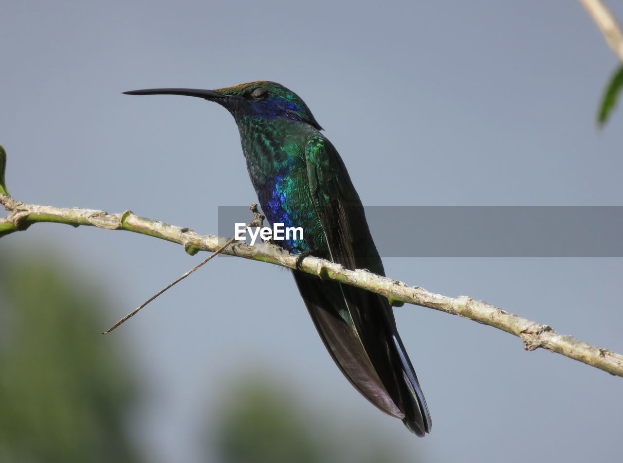 BIRD PERCHING ON BRANCH