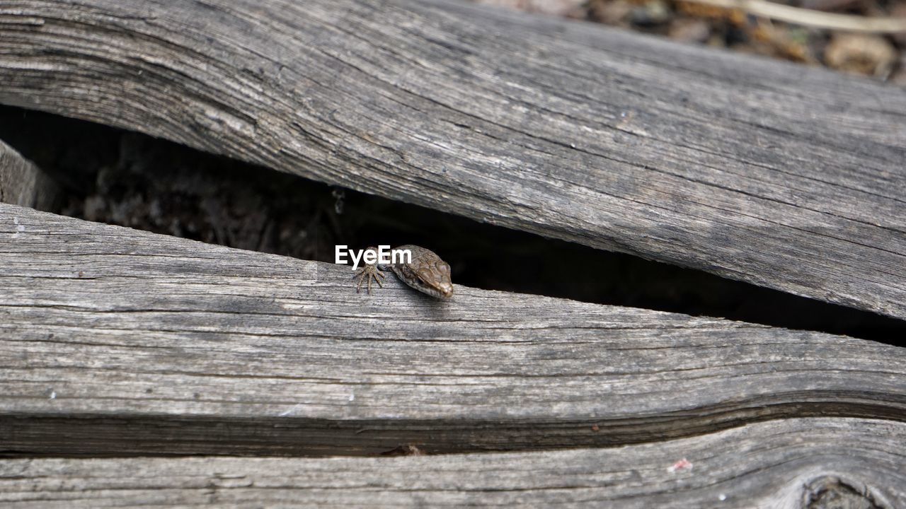 High angle view of lizard on wood