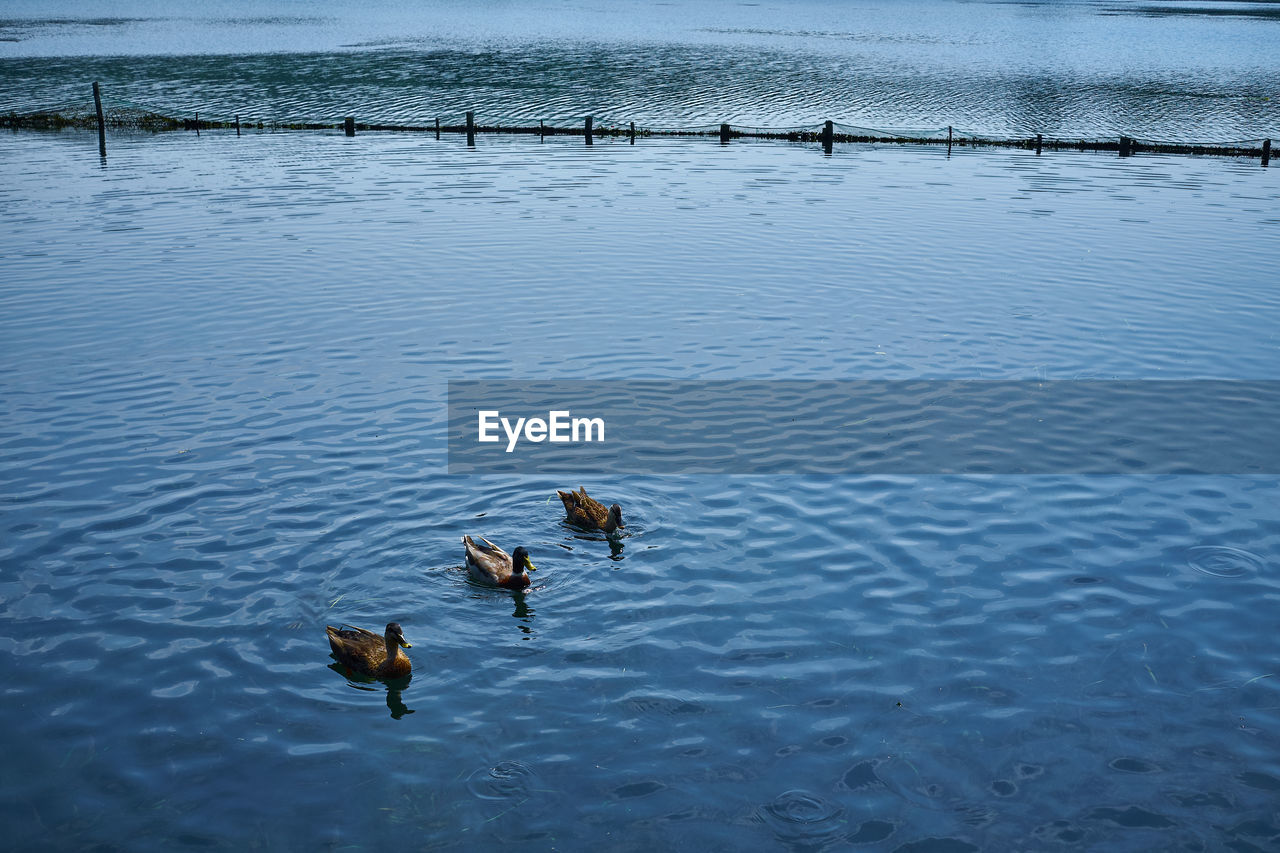 High angle view of birds swimming in lake