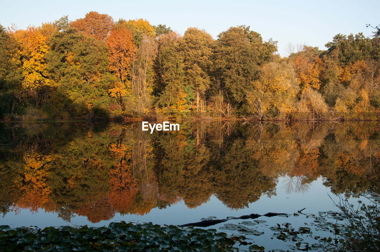 Reflection of trees on lake during autumn