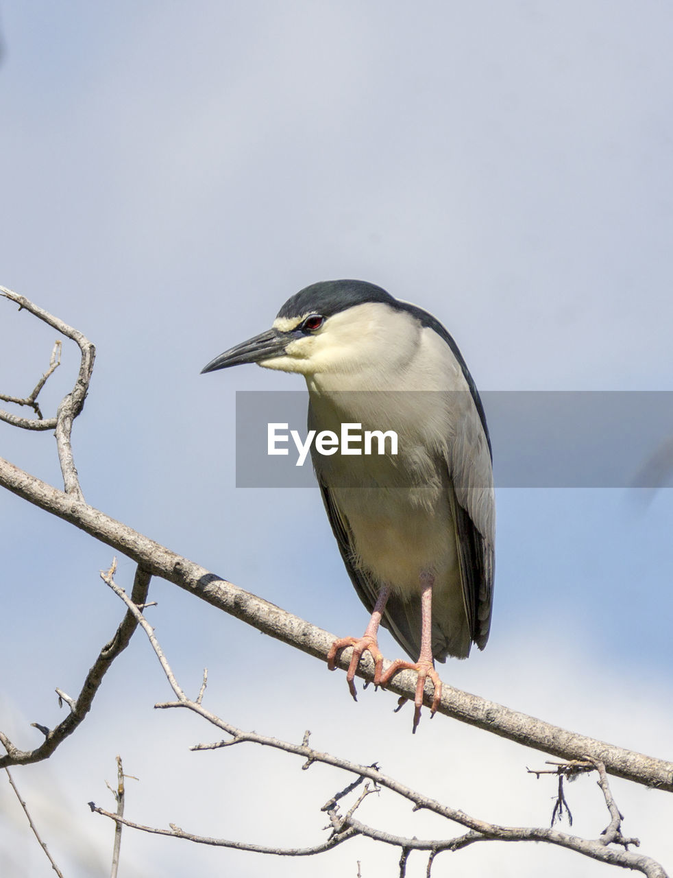Low angle view of black-crowned night heron perching on branch