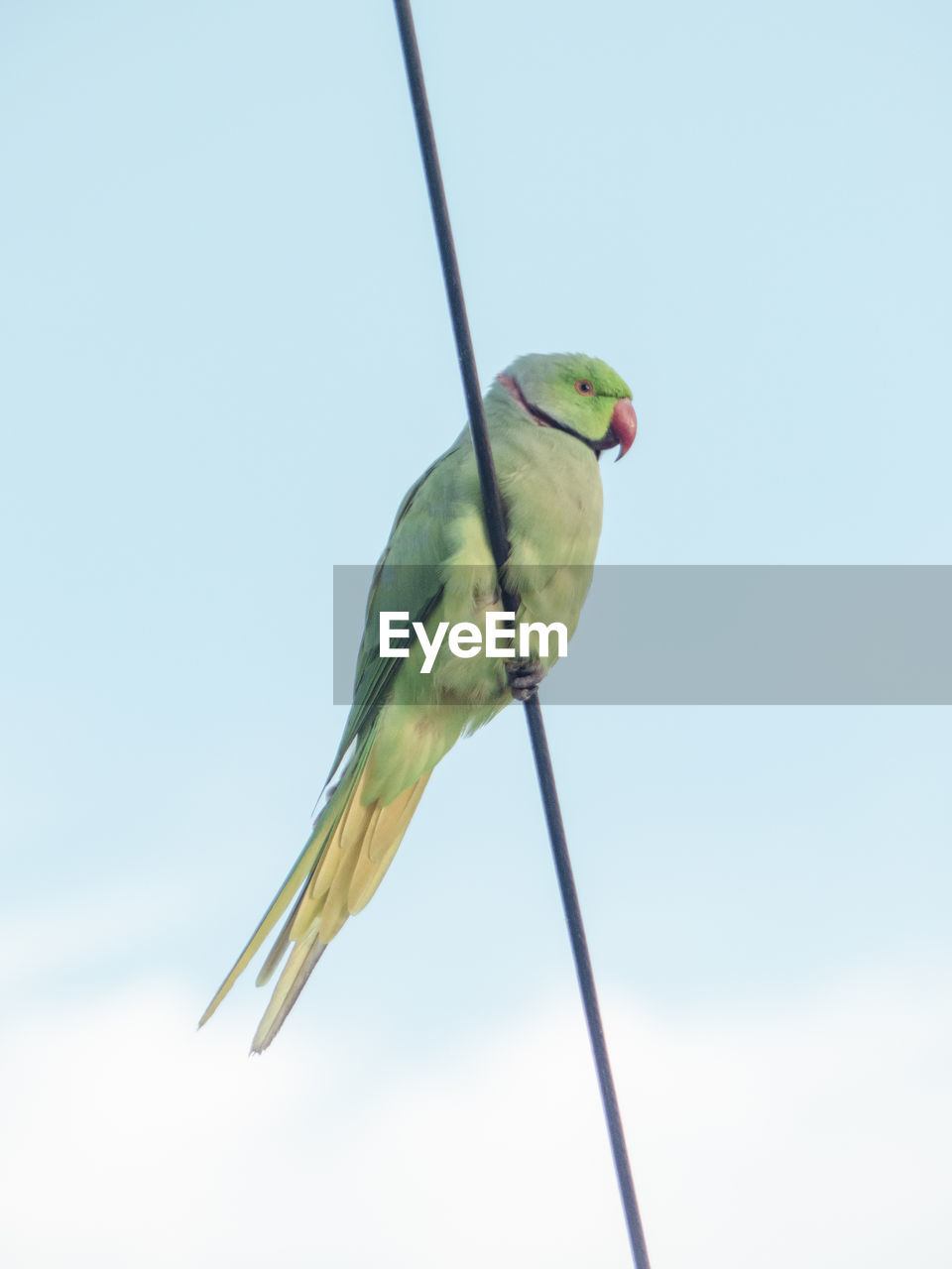 LOW ANGLE VIEW OF BIRD PERCHING ON CABLE