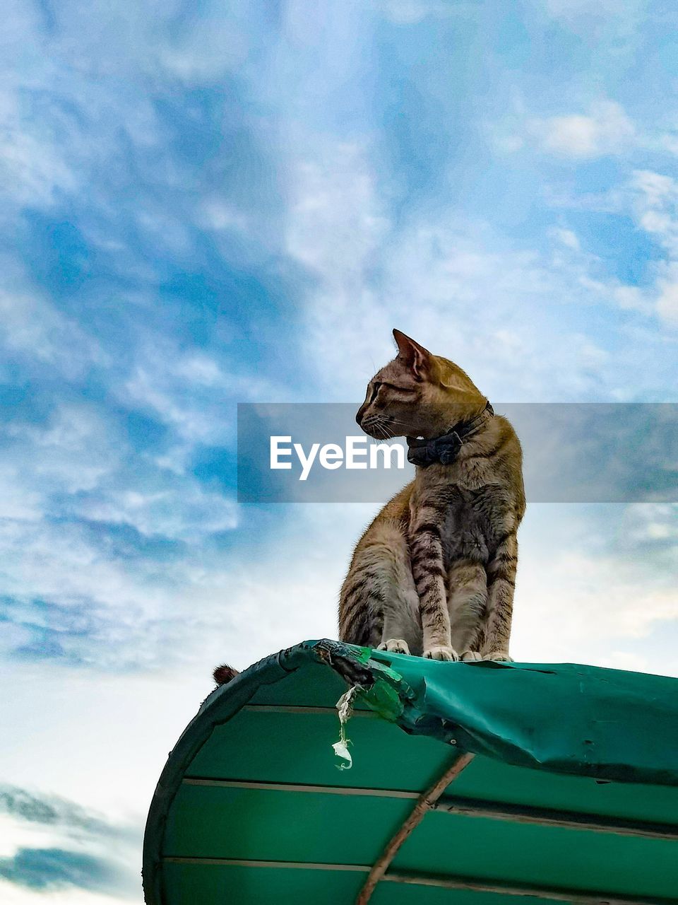 LOW ANGLE VIEW OF A CAT ON A HORSE