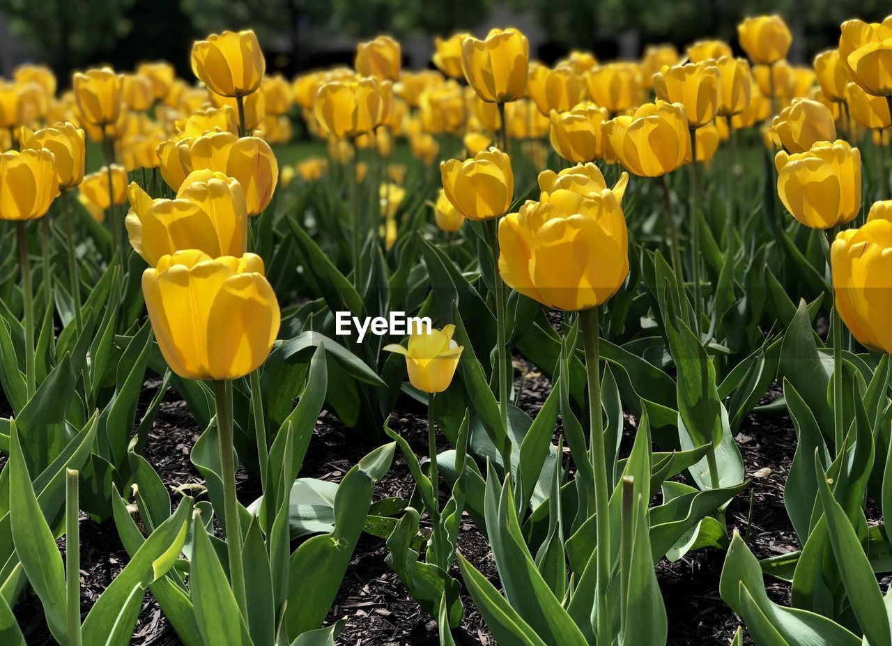 CLOSE-UP OF YELLOW TULIPS IN BLOOM