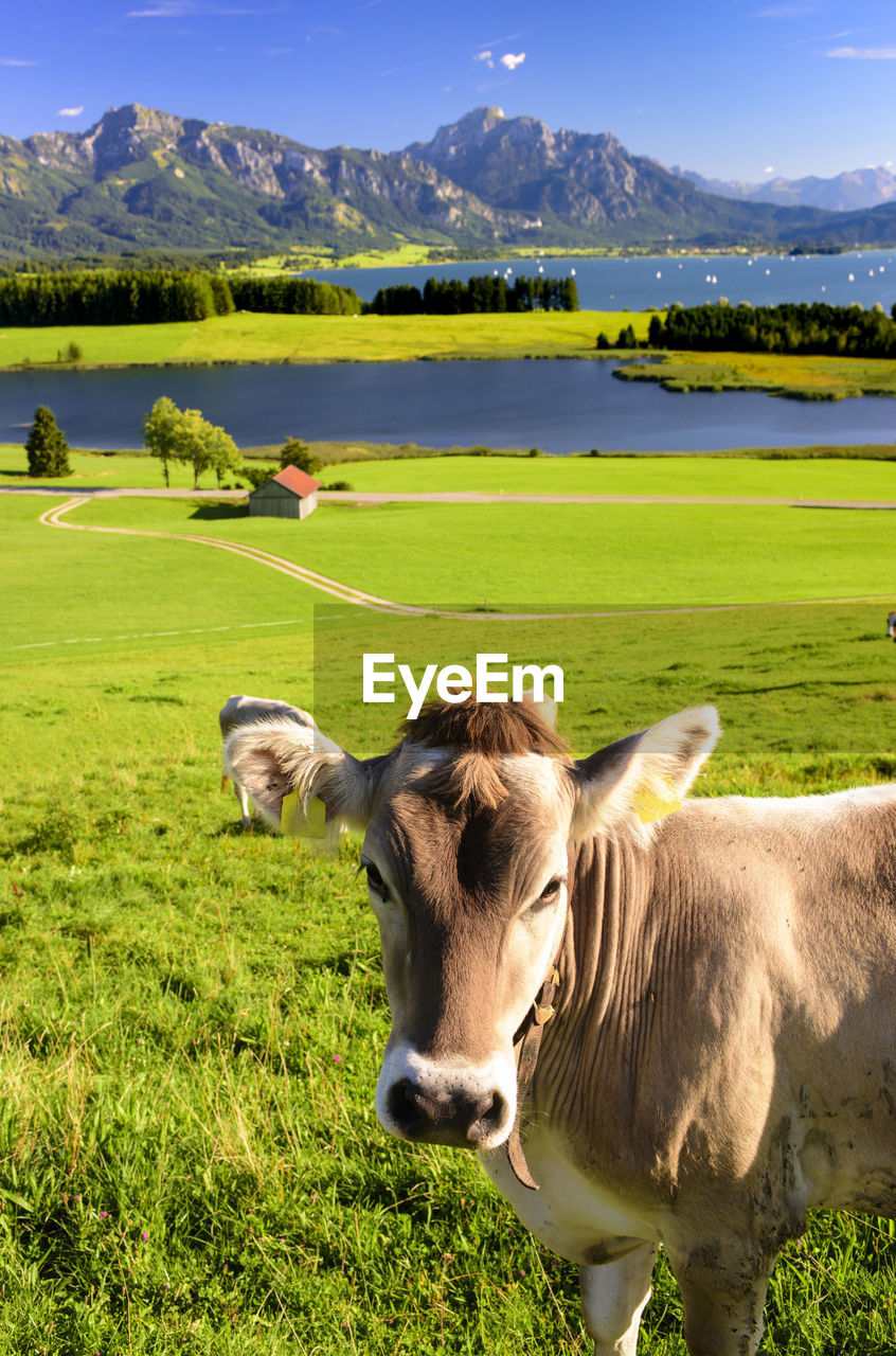 Portrait cow grazing on field against sky