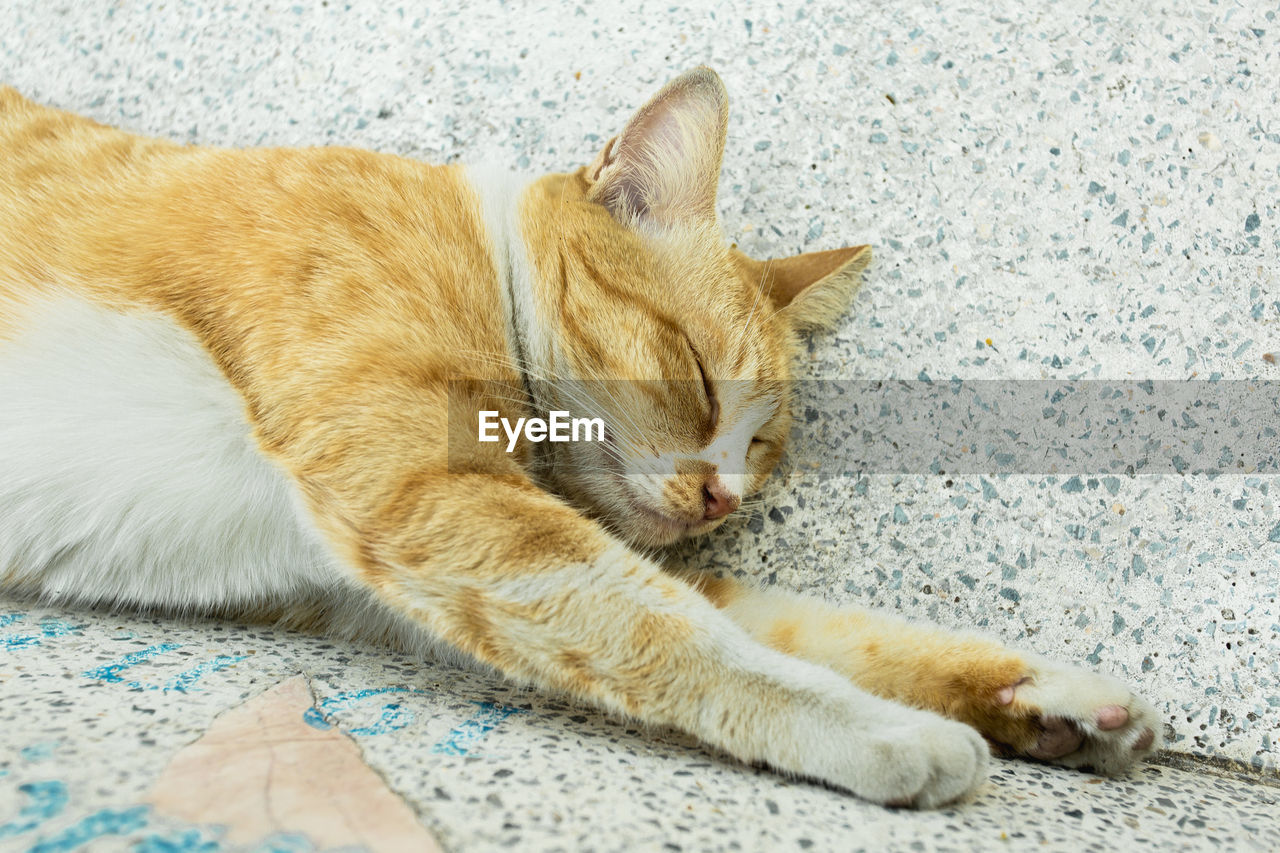 CLOSE-UP OF SLEEPING CAT