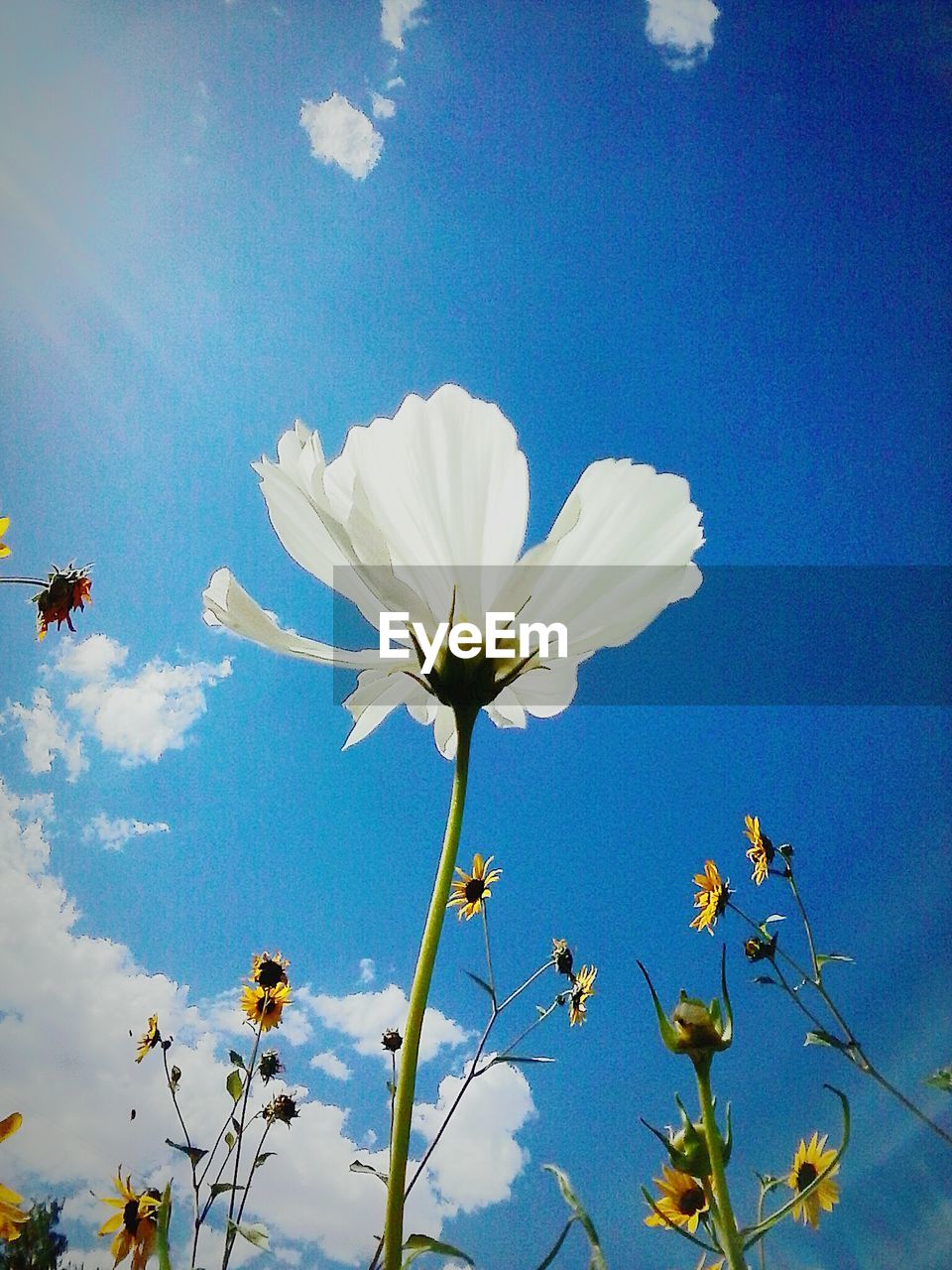 Low angle view of flowers blooming against blue sky