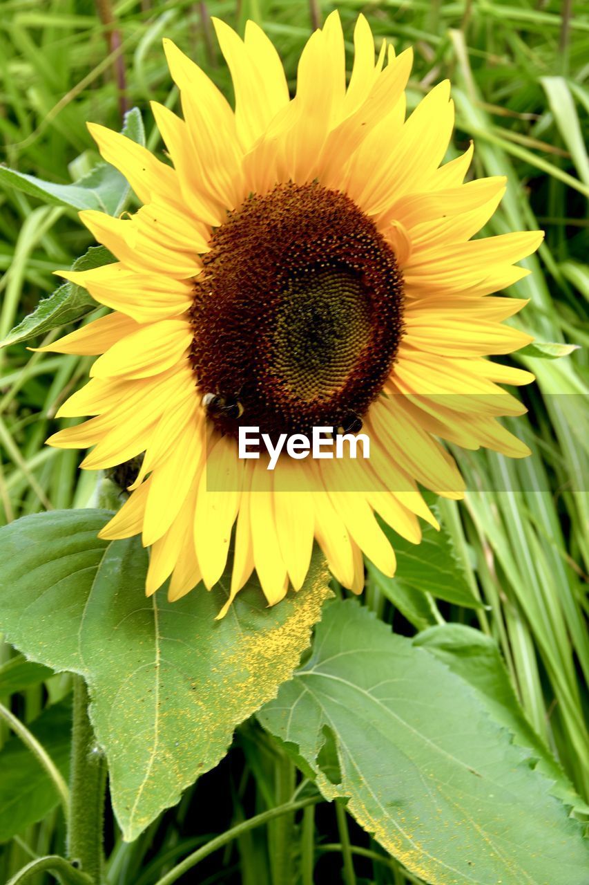 CLOSE-UP OF YELLOW SUNFLOWER ON PLANT