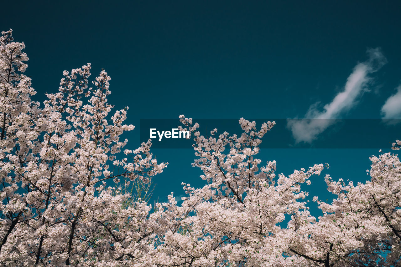 Low angle view of cherry blossom tree against blue sky