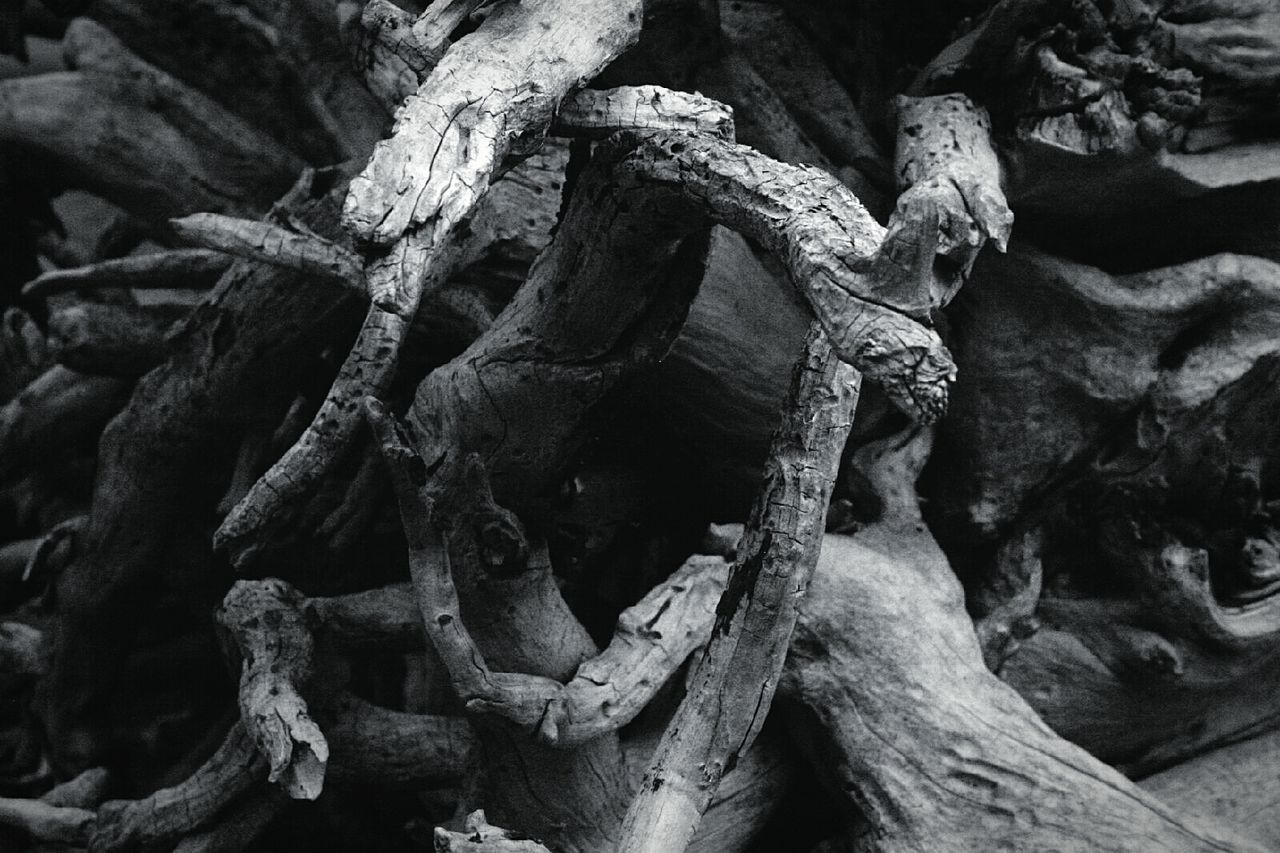 Close-up of tree roots