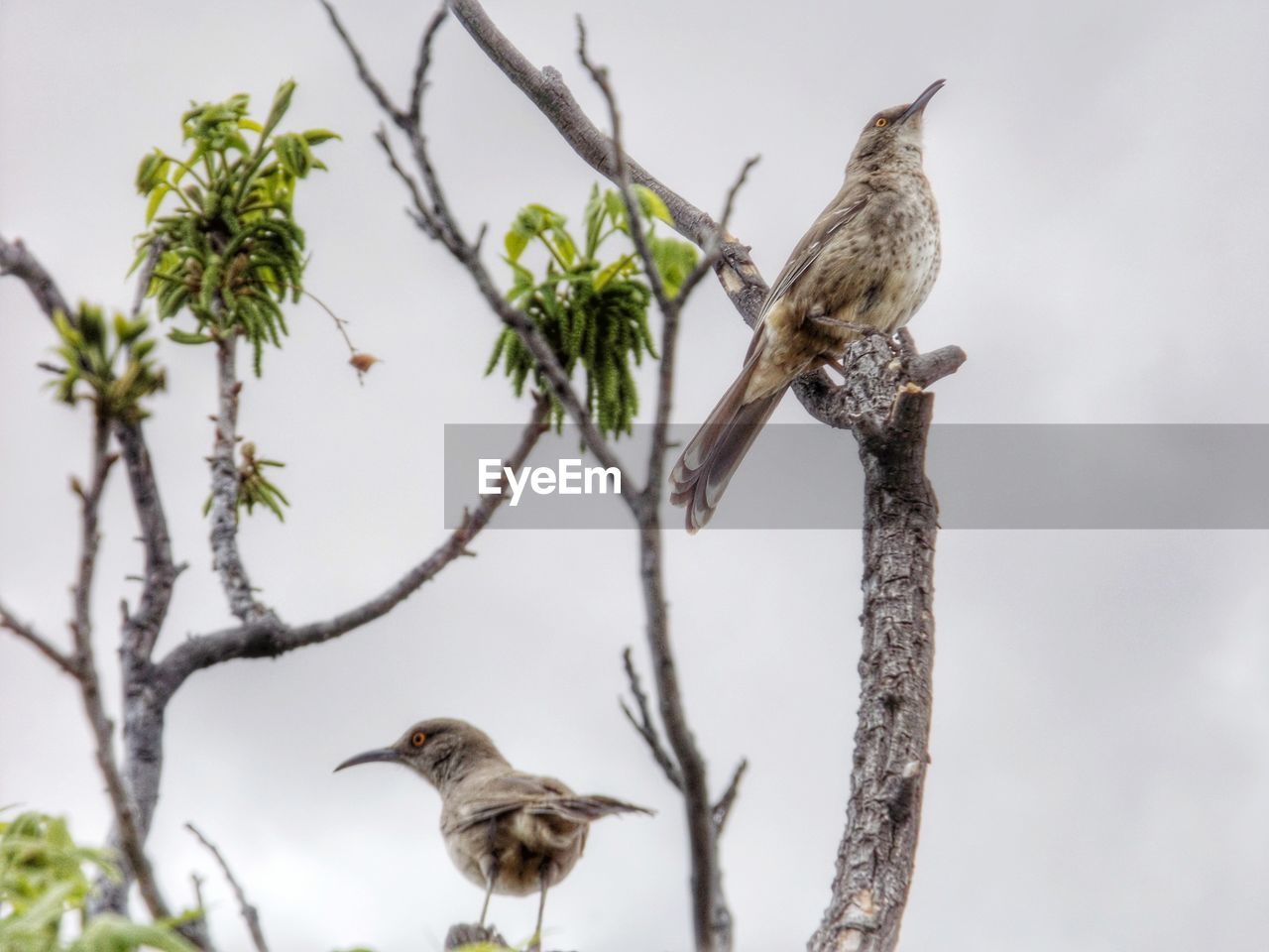 Low angle view of birds perching on branch