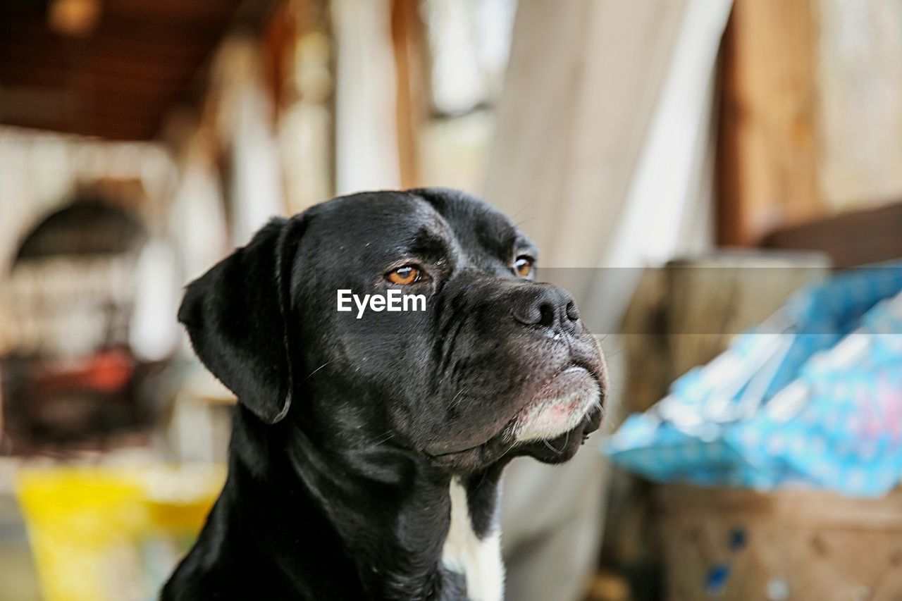 Close-up of dog looking away at home