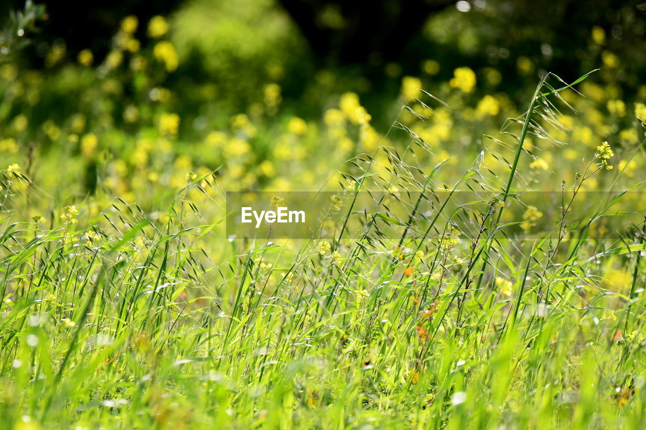 Green fields and landscapes in cyprus