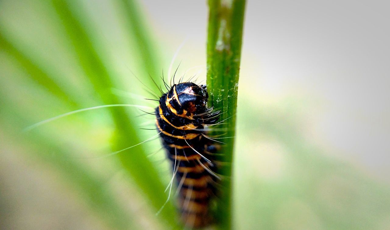 Close-up of caterpillar on plant in forest