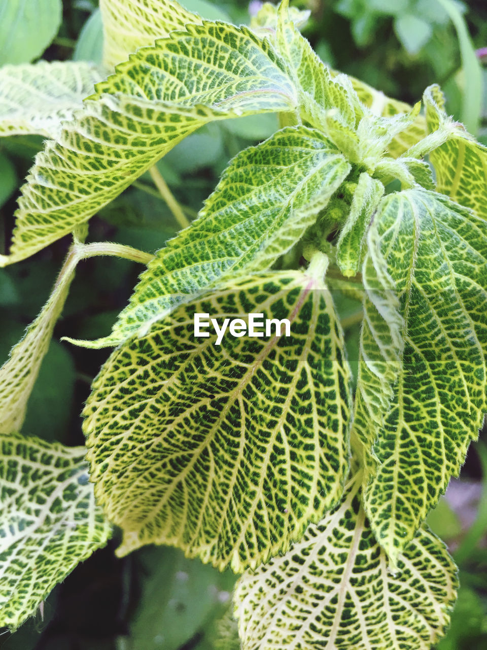 Close-up of green leaves