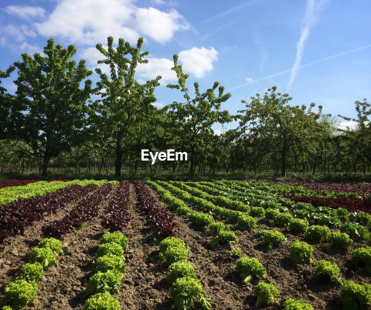 Lettuce field against sky