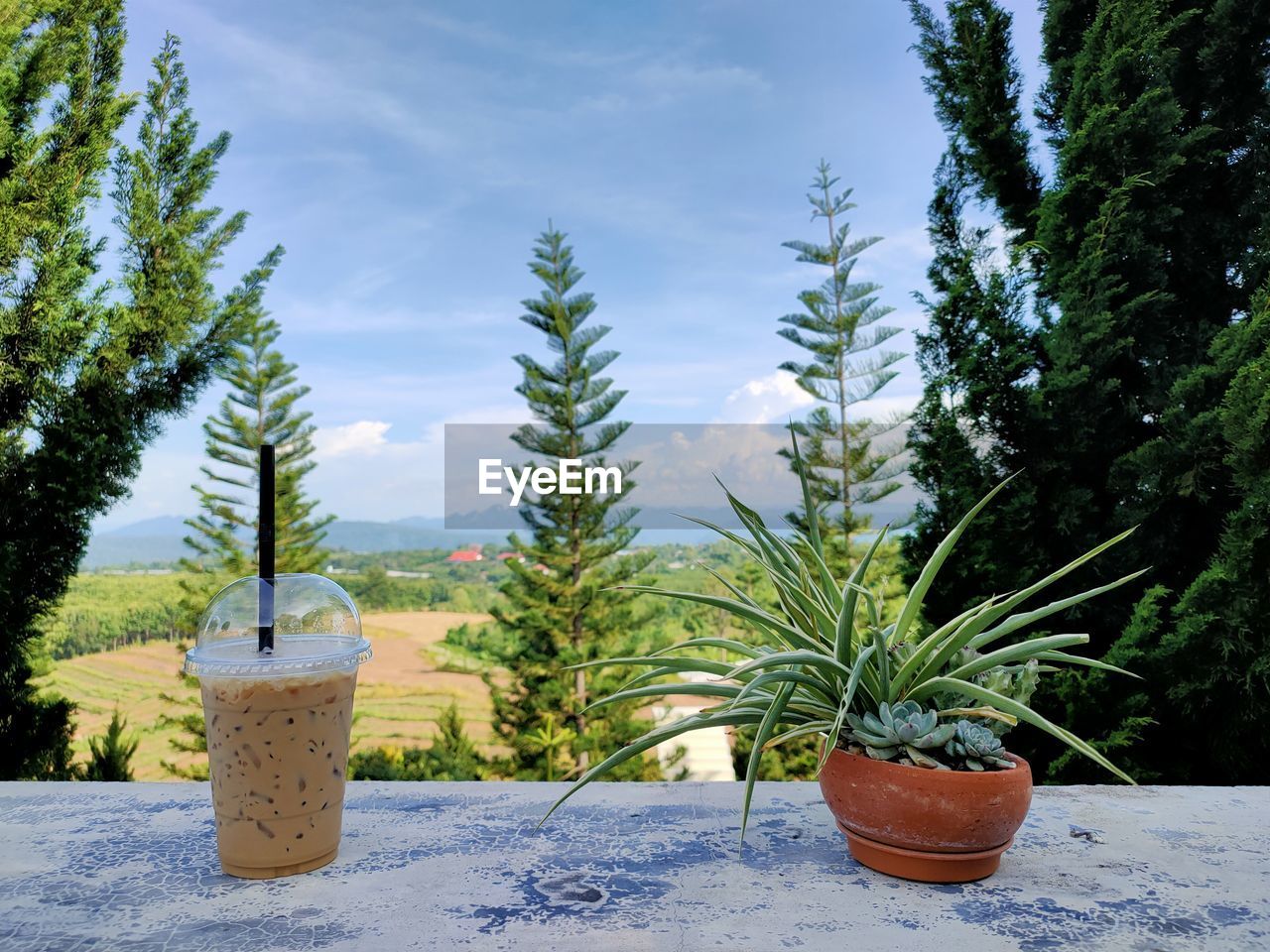 CLOSE-UP OF POTTED PLANTS AGAINST SKY