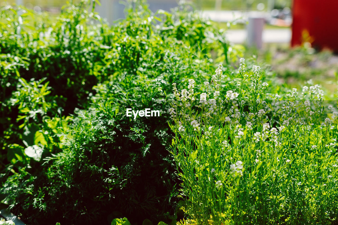 CLOSE-UP OF GREEN FLOWERING PLANTS