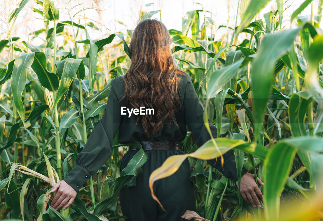 Young beautiful long hair woman in sunglasses in sunset corn field. sensitivity to nature concept