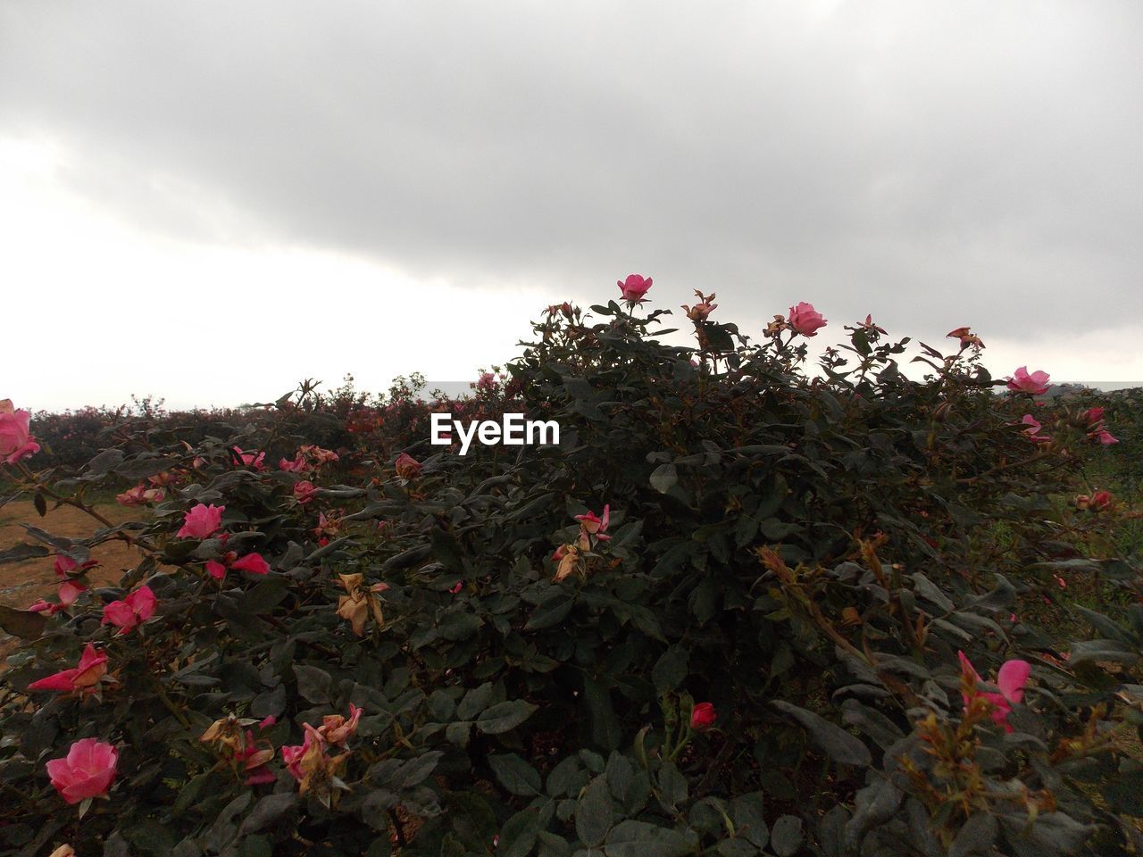 CLOSE-UP OF FLOWERS AGAINST TREE