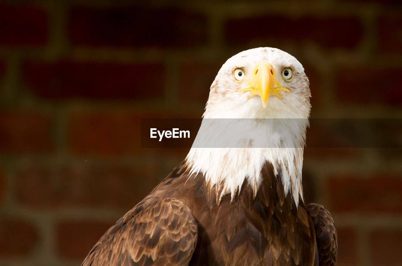 Close-up of eagle
