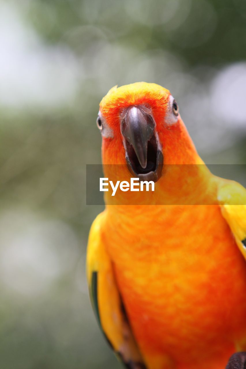 Close-up portrait of orange parrot