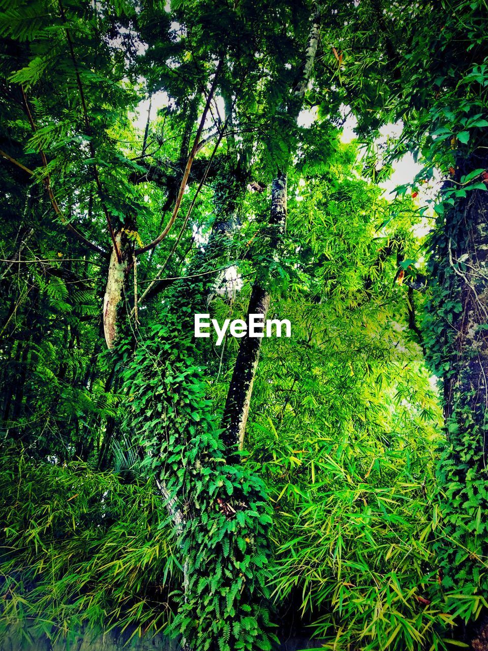 LOW ANGLE VIEW OF PLANTS GROWING ON TREES IN FOREST