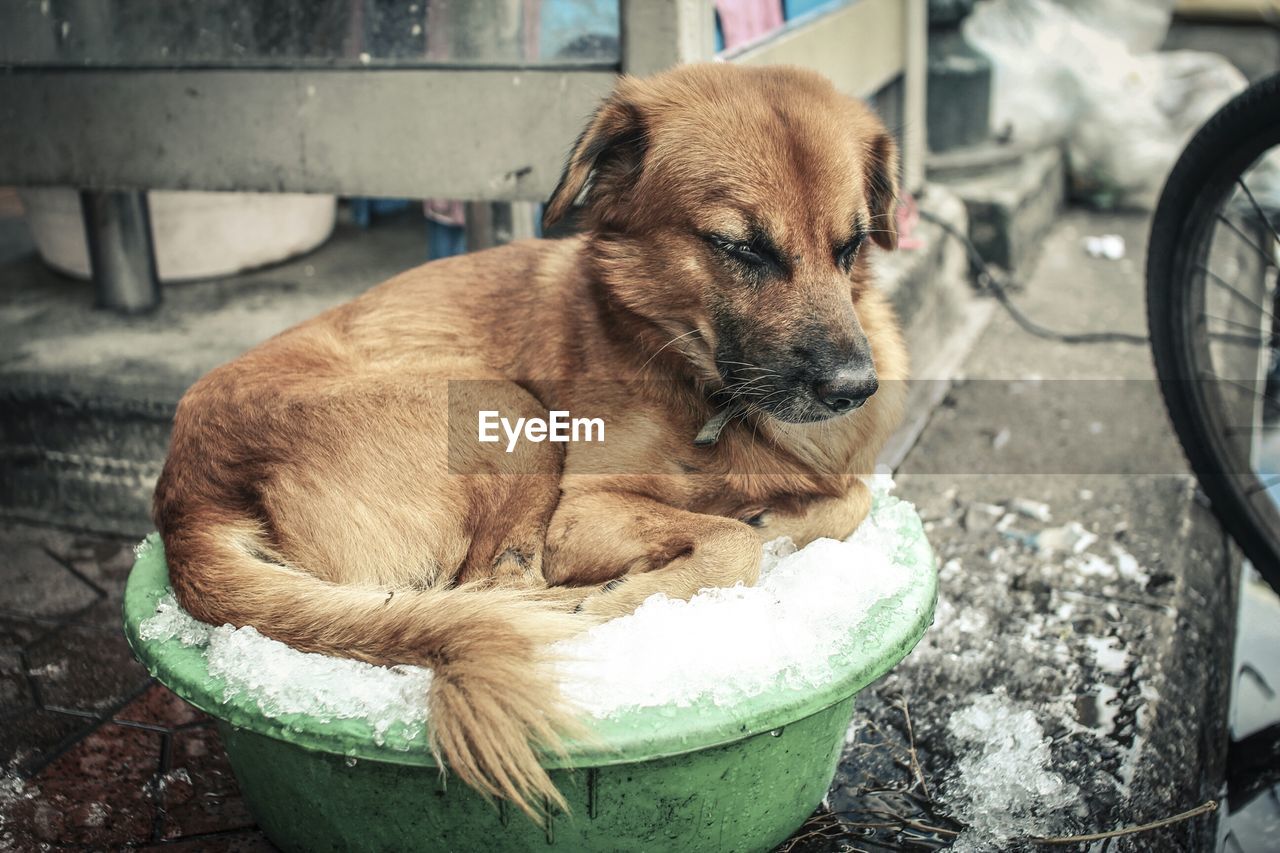 Close-up of a dog looking away