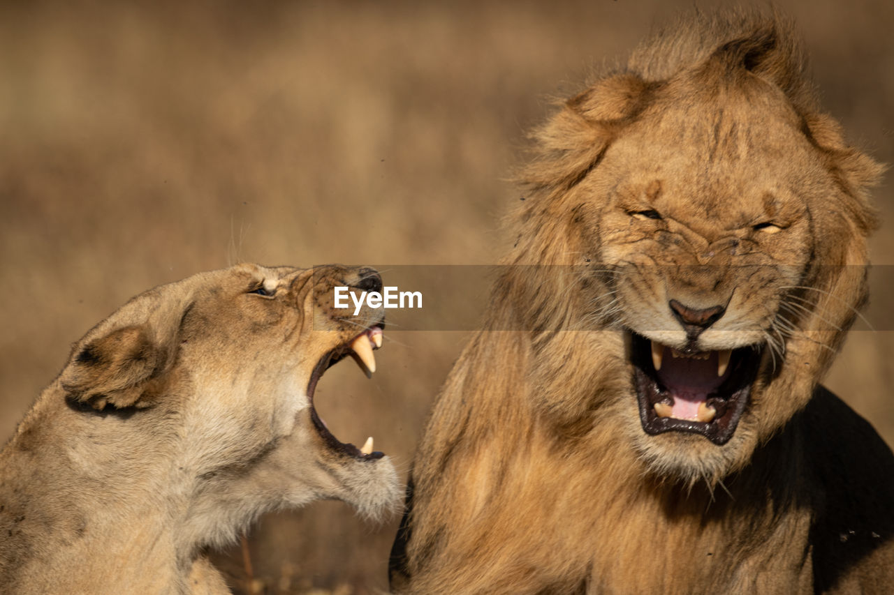 Close-up of lioness and lion snarling