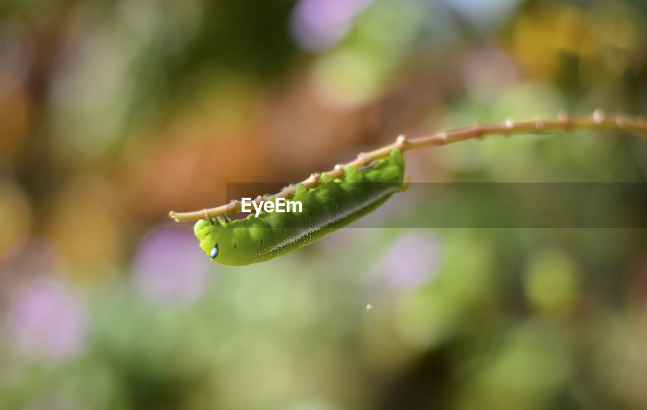 Close-up of caterpillar on plant stem