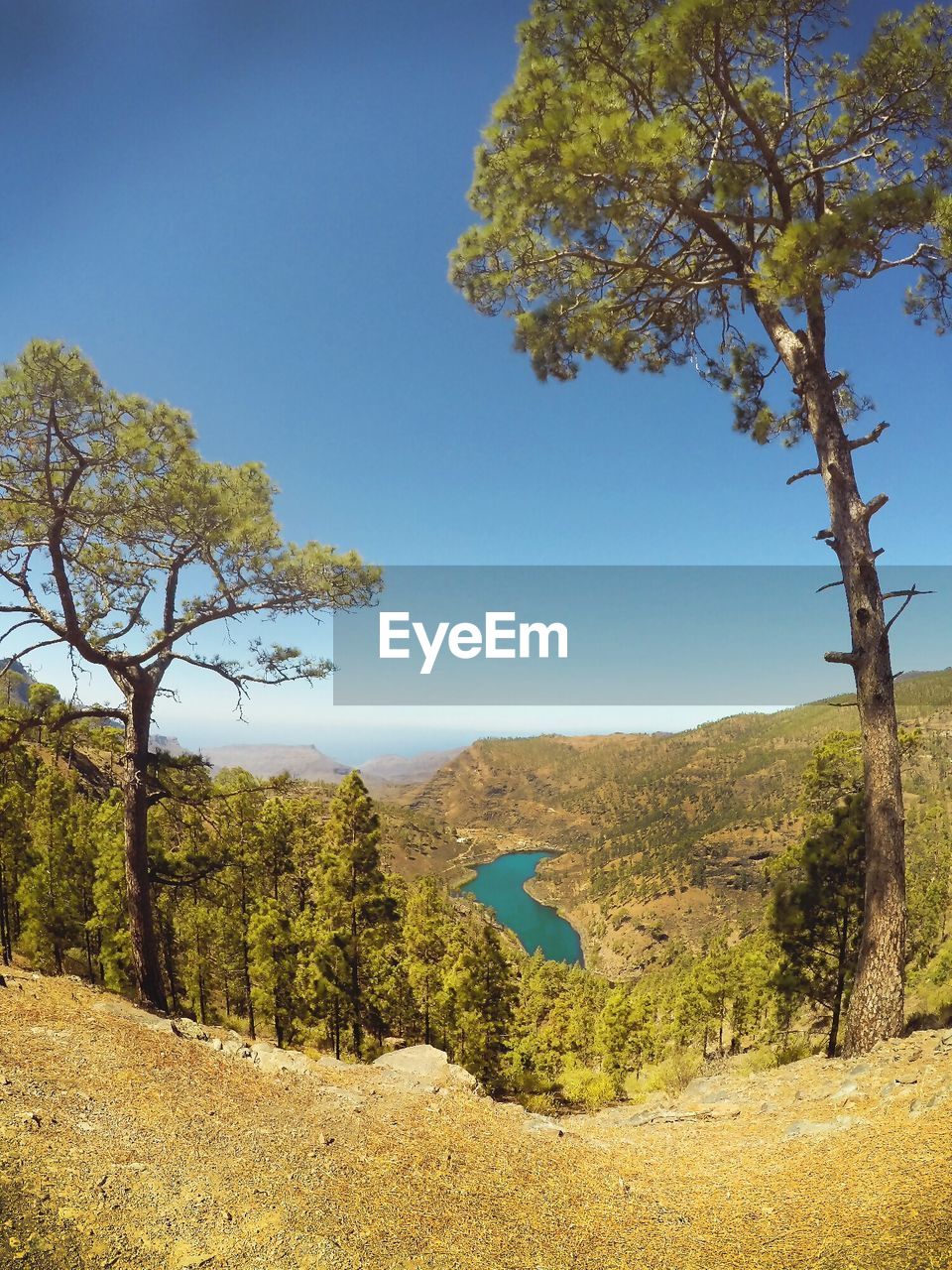 Trees on landscape against clear sky