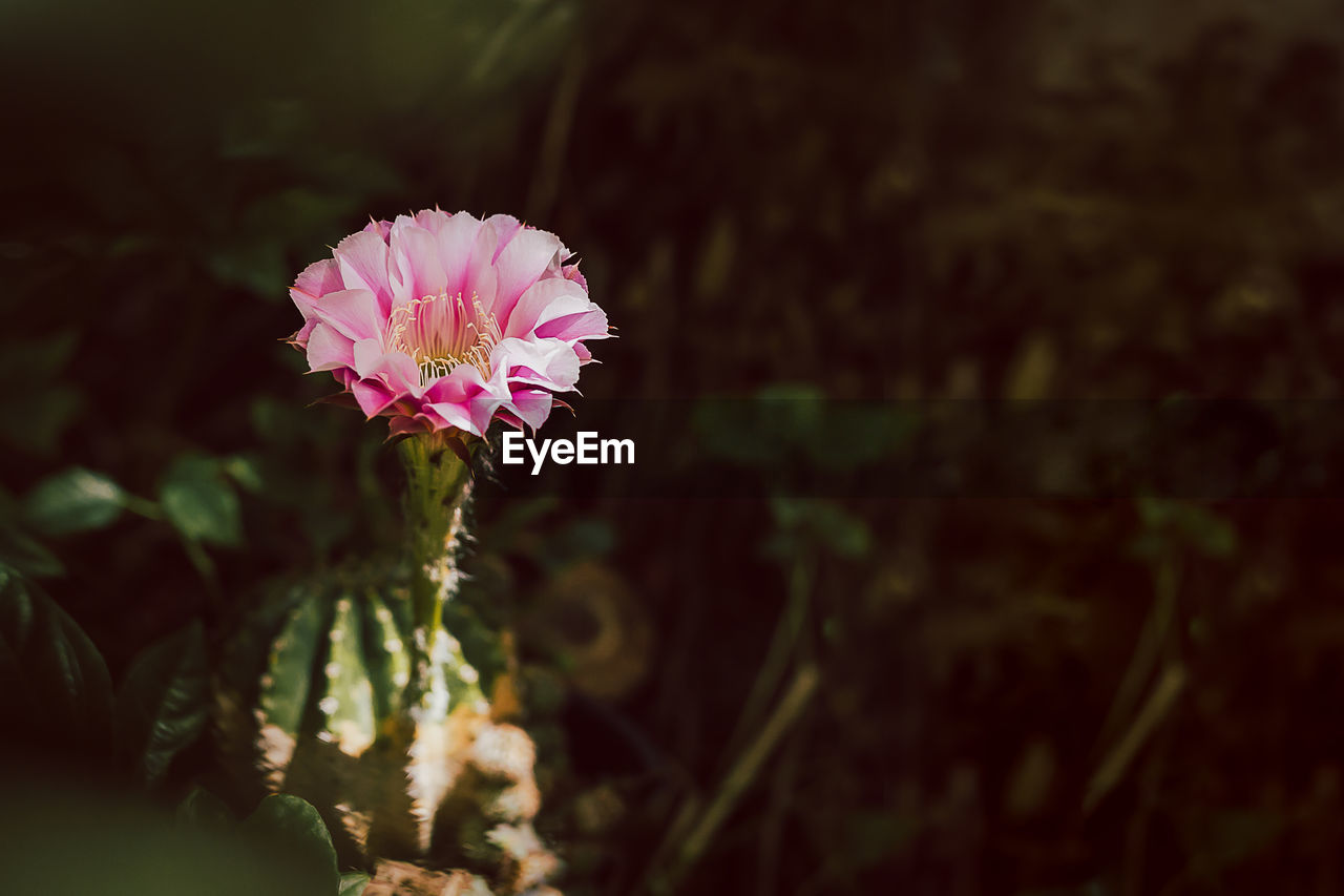 flower, flowering plant, plant, freshness, beauty in nature, nature, growth, flower head, pink, close-up, fragility, macro photography, inflorescence, petal, green, blossom, no people, leaf, focus on foreground, outdoors, botany, selective focus, wildflower