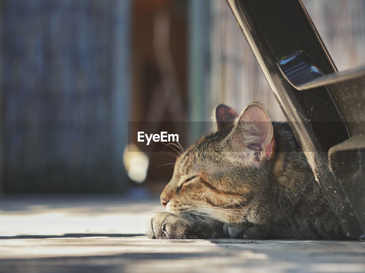 Close-up of a cat sleeping