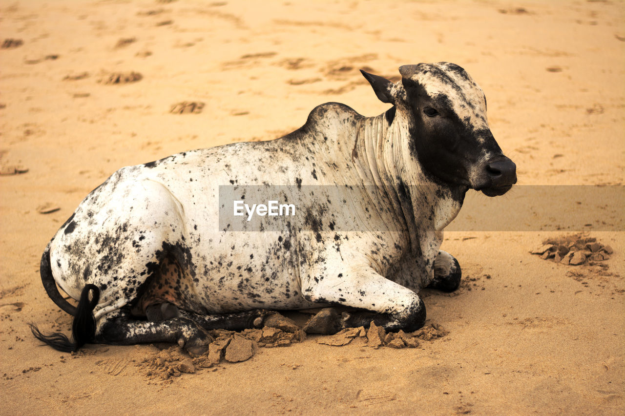 Profile view of cow sitting on beach
