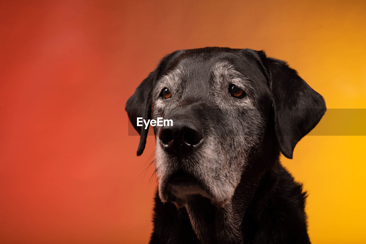 CLOSE-UP PORTRAIT OF DOG