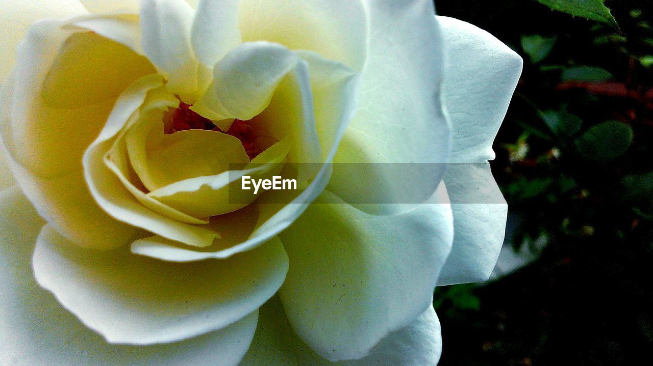 CLOSE-UP OF ROSES