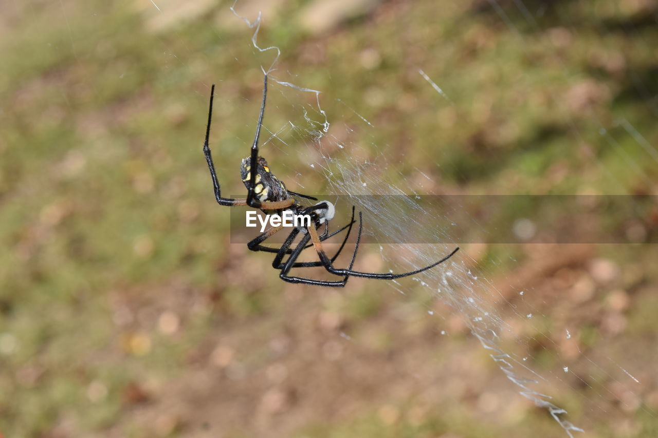 Close-up of spider