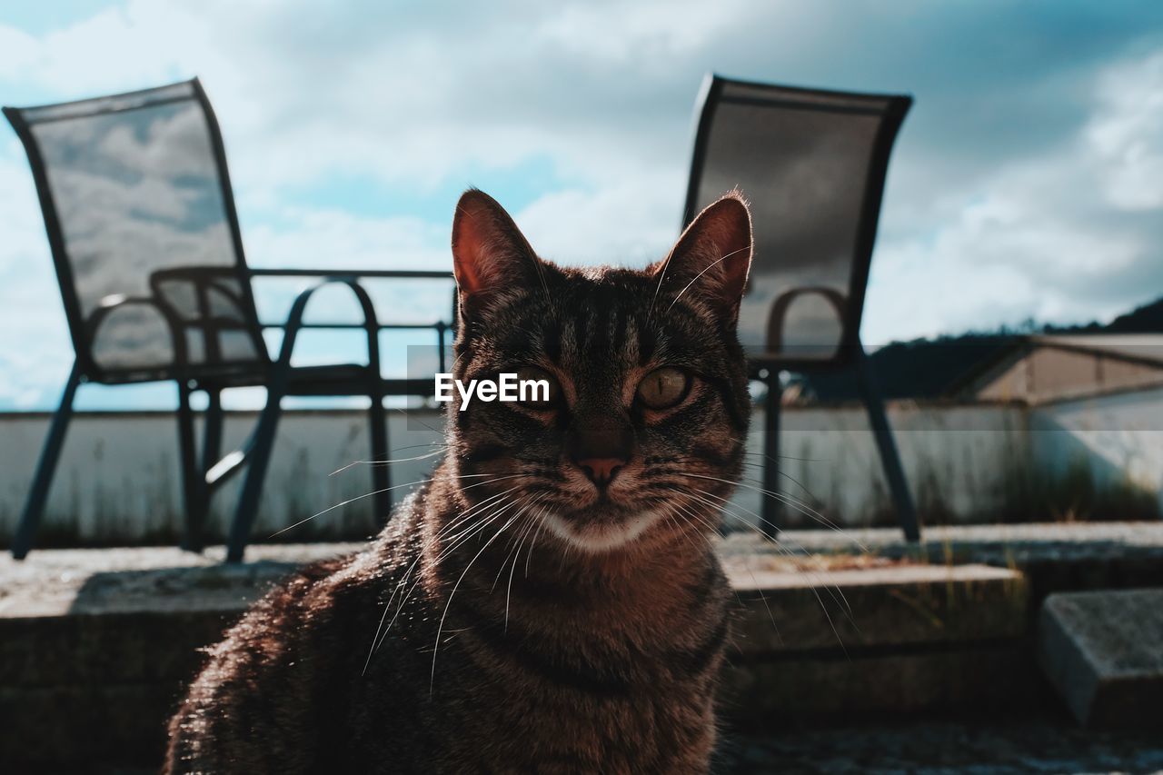 Close-up portrait of a cat