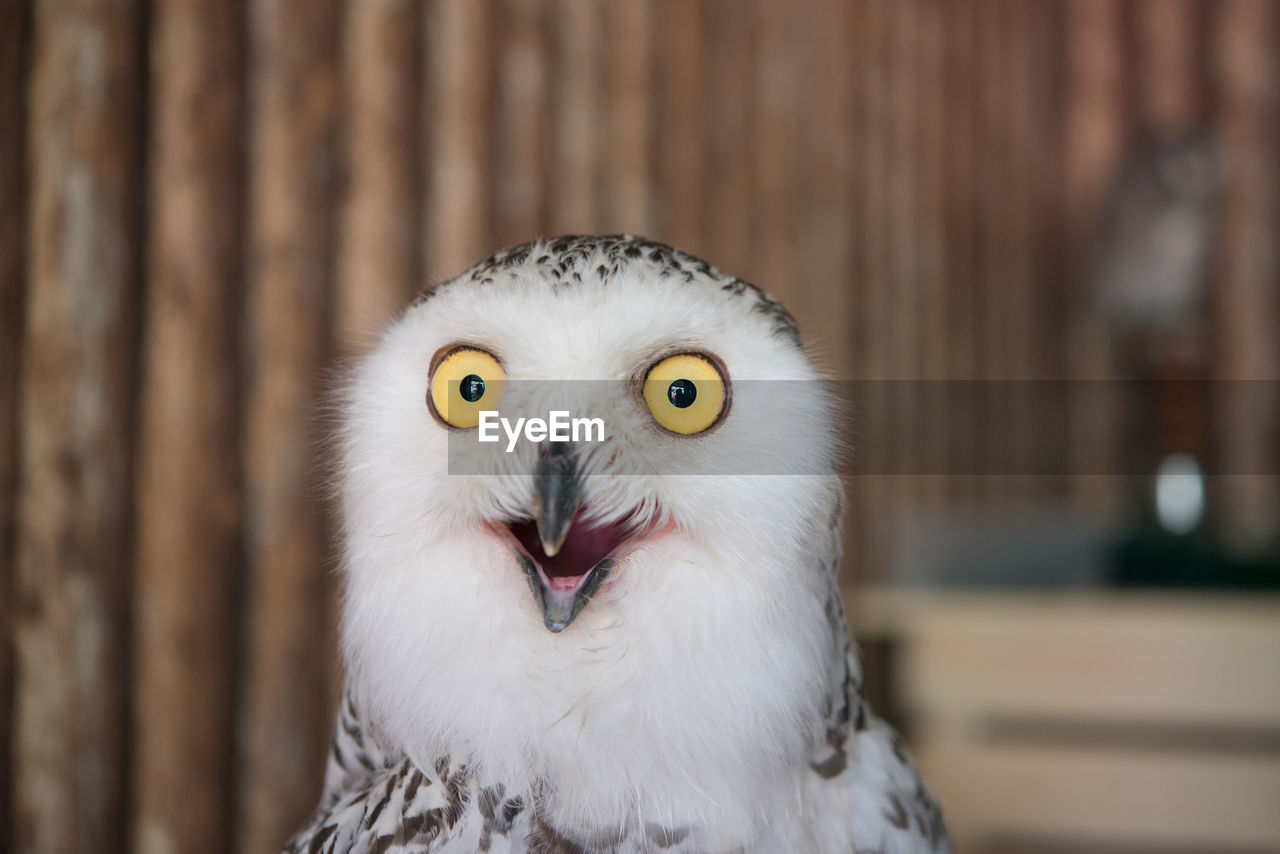 Close-up portrait of owl against wall