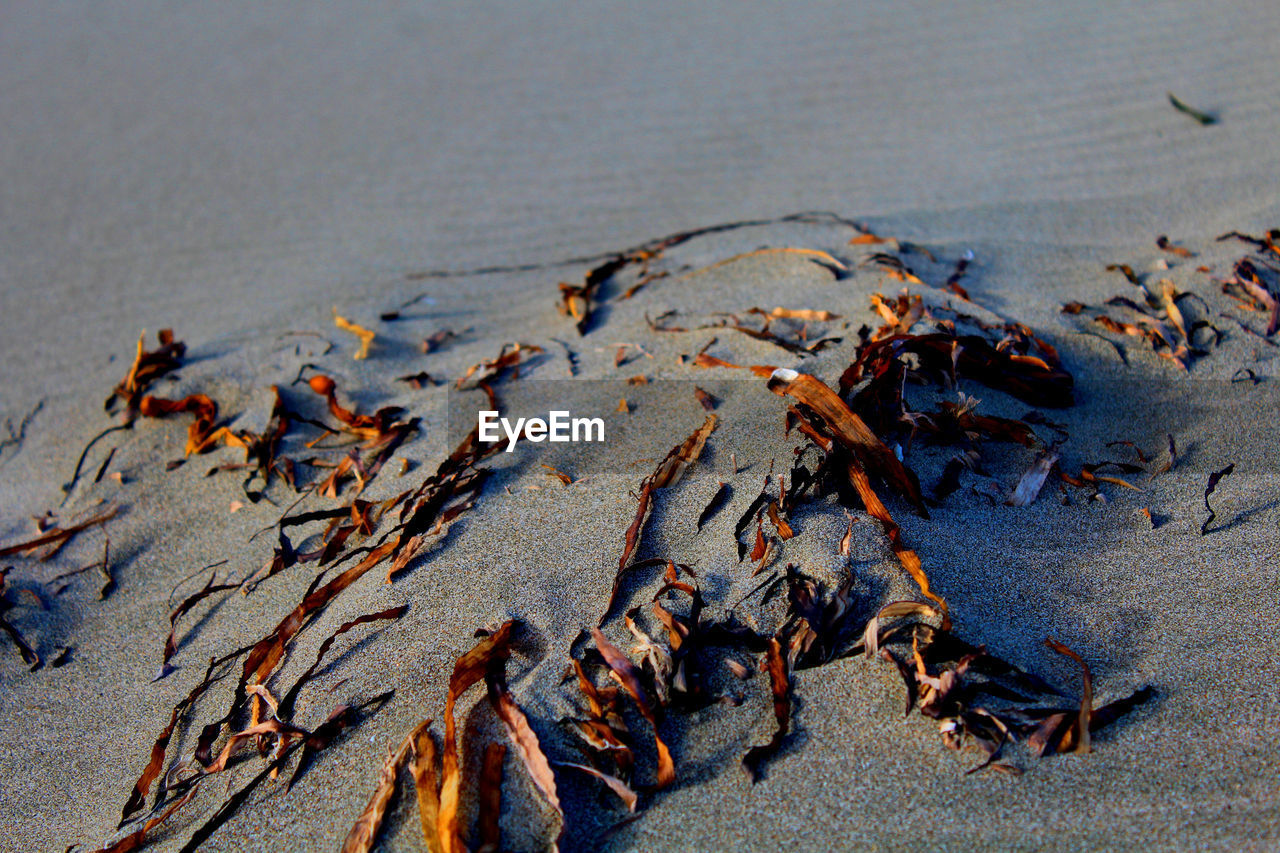 CLOSE-UP OF TURTLE ON BEACH