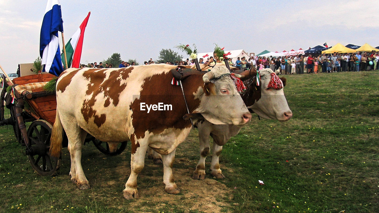 Cows on field against sky