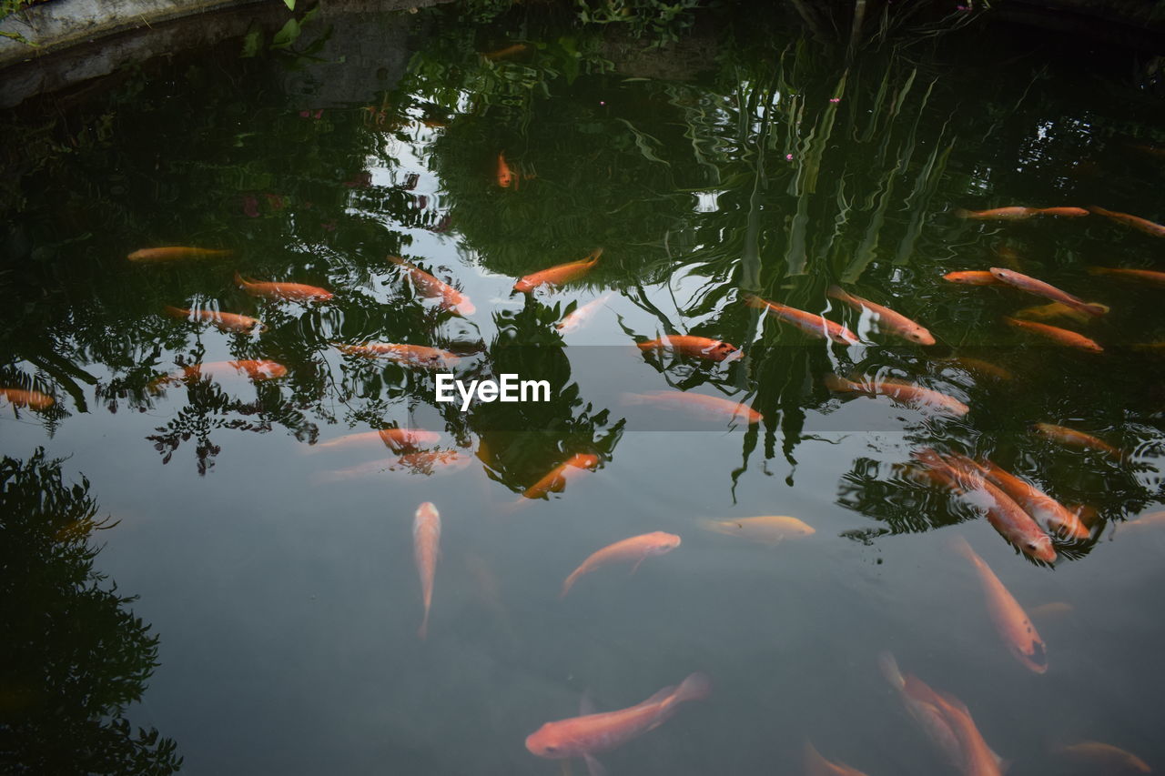 High angle view of fish swimming in pond