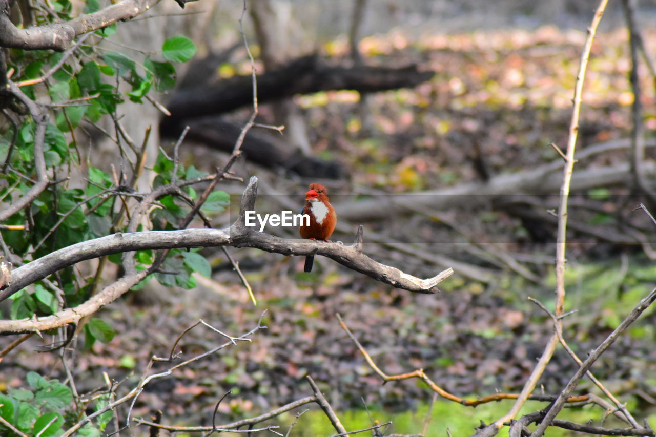 CLOSE-UP OF BIRD PERCHING ON BRANCH AGAINST BLURRED BACKGROUND