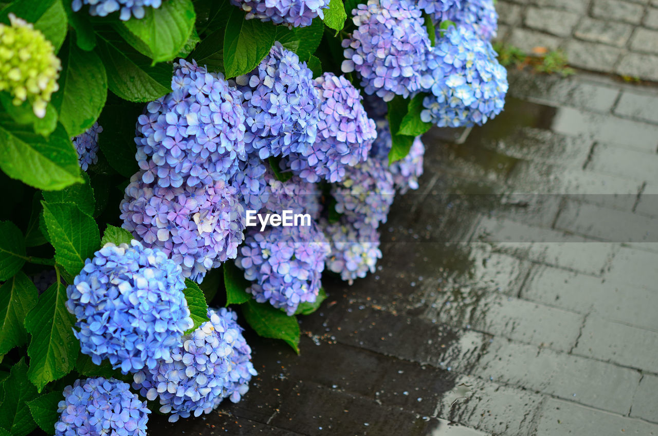 HIGH ANGLE VIEW OF PURPLE FLOWERING PLANT