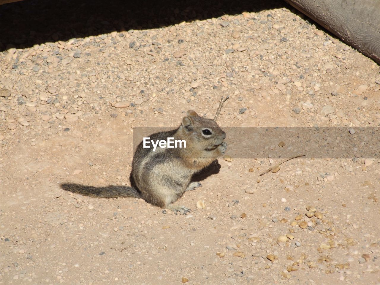 Chipmunk eating