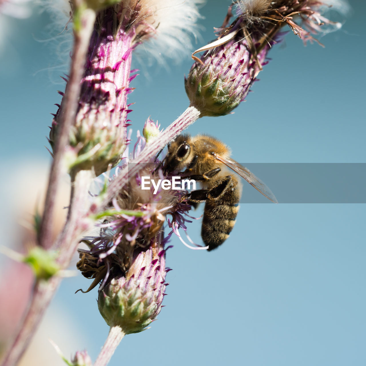 CLOSE-UP OF HONEY BEE ON THISTLE