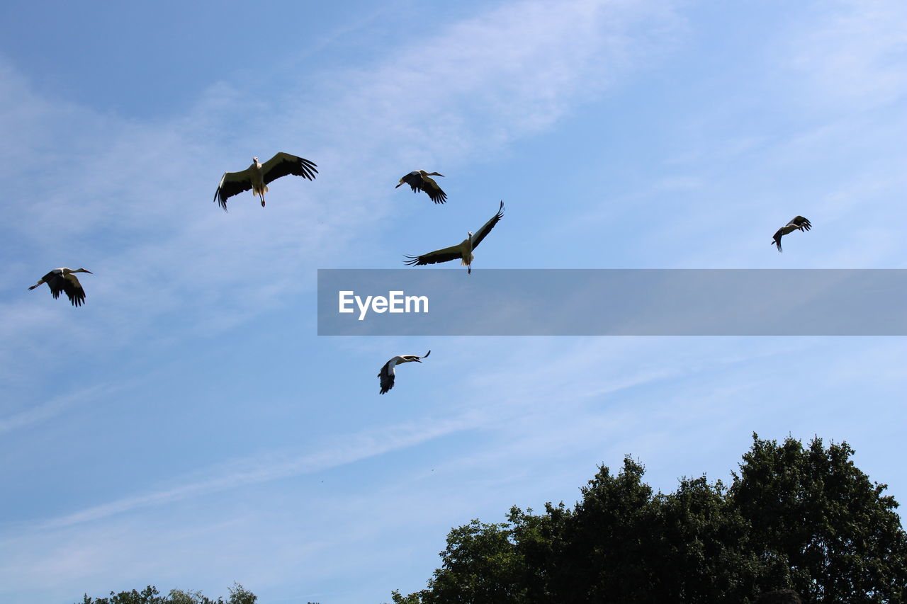 animal, animal themes, bird, flying, animal wildlife, wildlife, group of animals, sky, tree, nature, large group of animals, cloud, mid-air, low angle view, flock of birds, plant, no people, animal body part, flock, spread wings, outdoors, day, beauty in nature, motion, blue